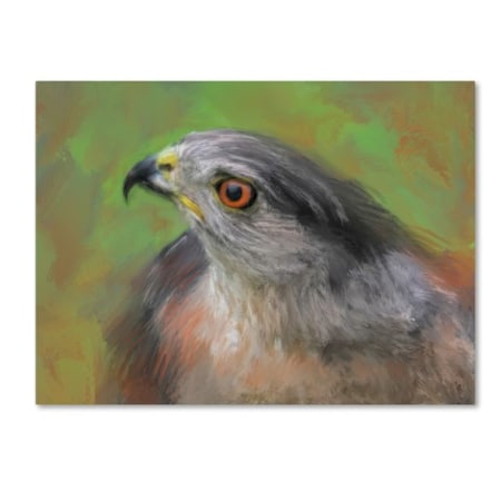 Jai Johnson 'The Sharp Shinned Hawk' Canvas Art,24x32